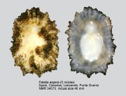 Patella aspera